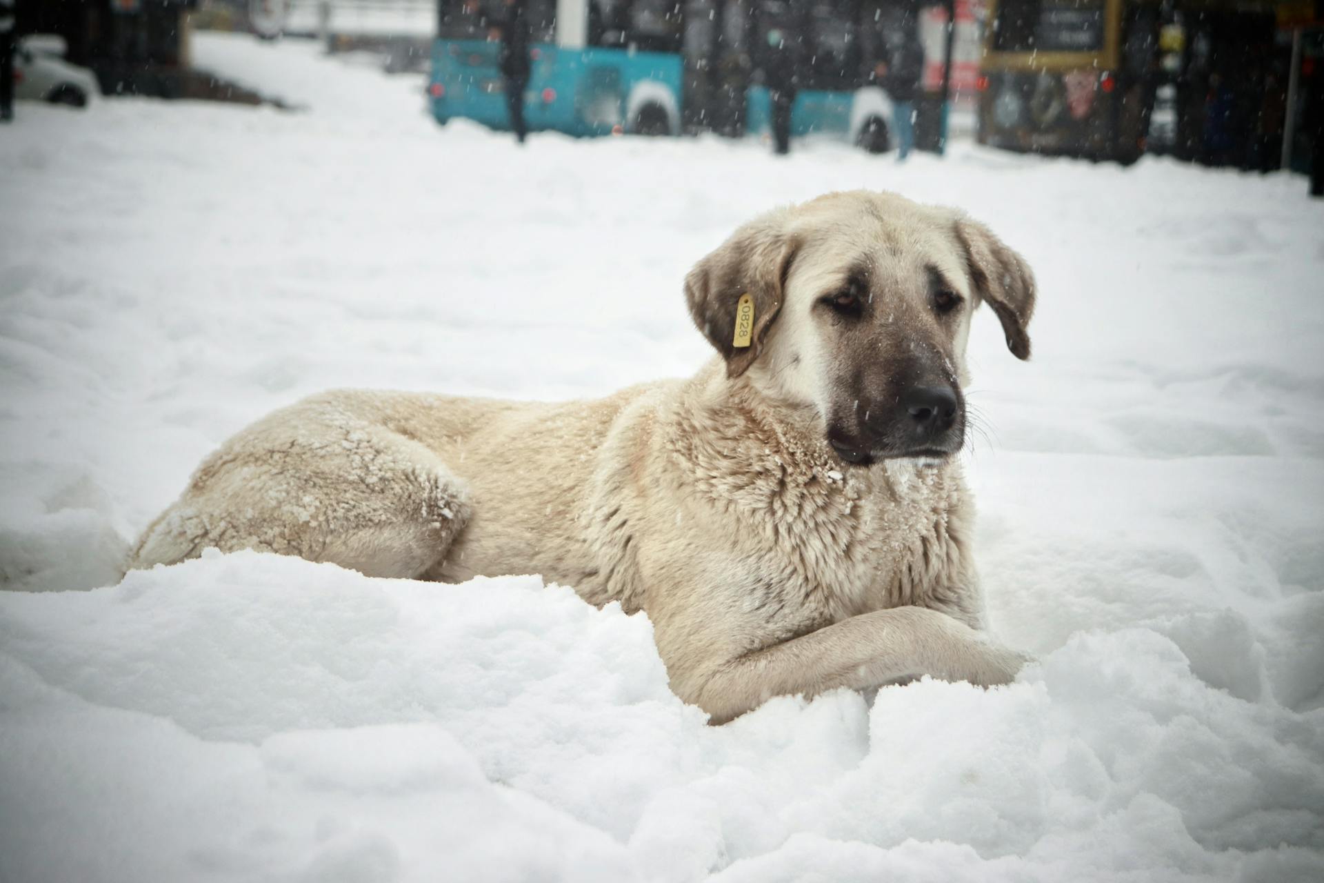 dog stretching in snow