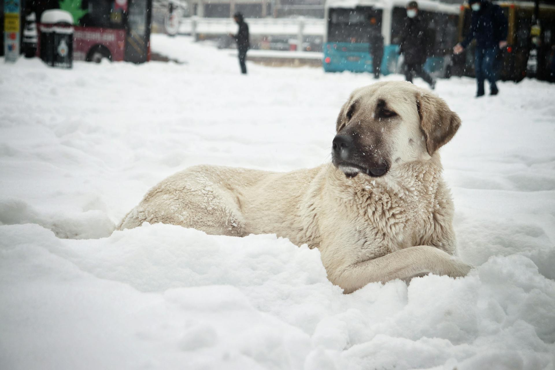 A Kangal Shepherd Dog Lying on Snow Covered Ground