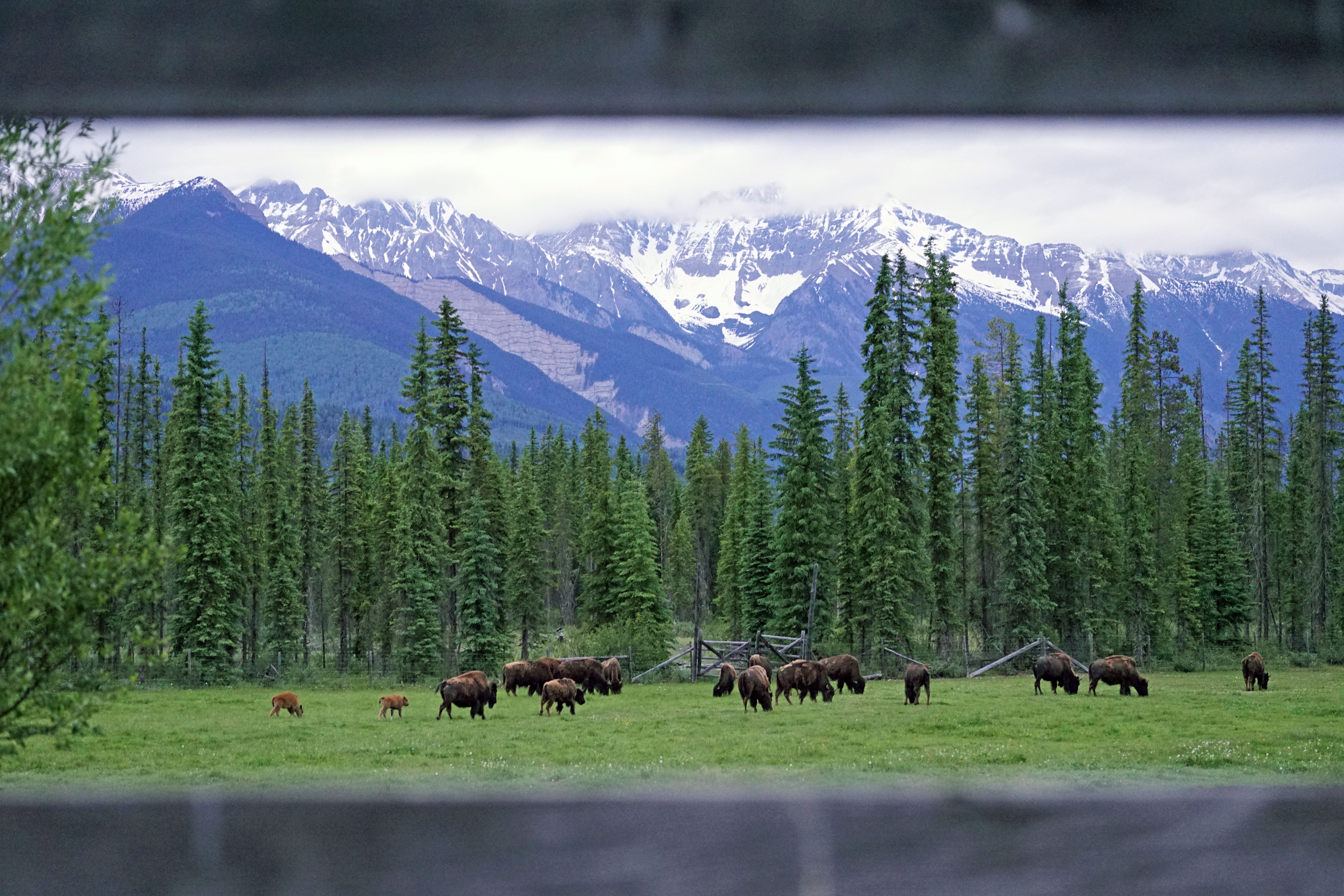 Buffalos on Grassland by Forest in Canada · Free Stock Photo