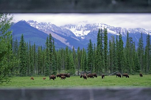 Bison herd grazing in lush forest near Golden, BC with stunning mountain backdrop.
