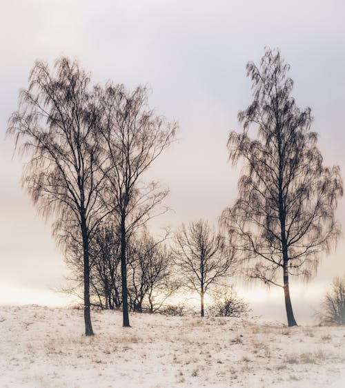 Bare Trees in the Snowy Mountains