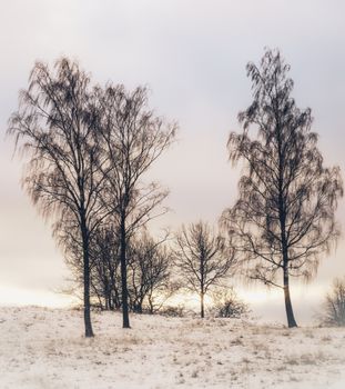 Serene winter landscape featuring bare trees against a frosty, clear sky.