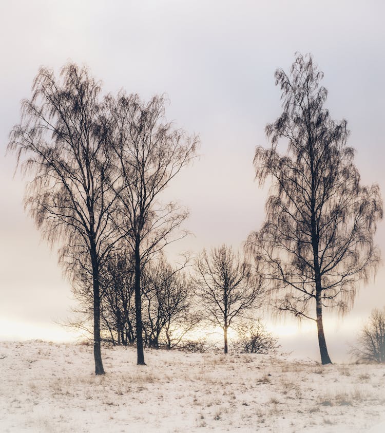 Bare Trees In The Snowy Mountains