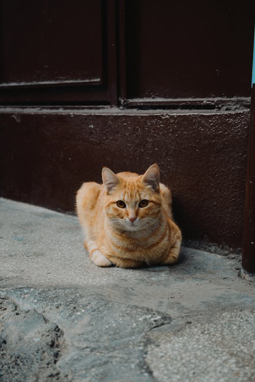 An Orange Tabby Cat