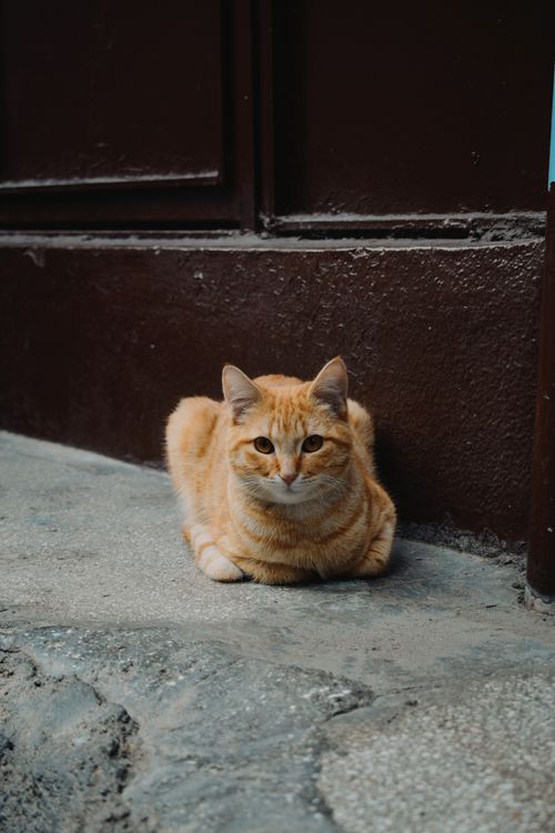 Free An orange tabby cat rests on a stone floor outdoors, showcasing its beautiful coat. Stock Photo