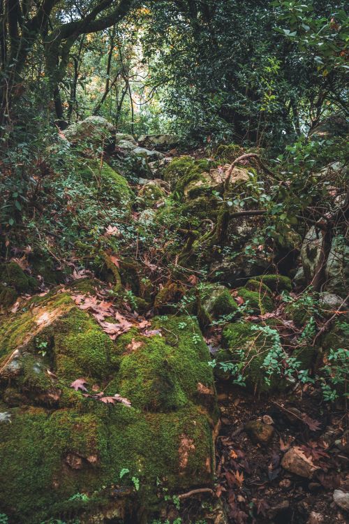 Free Serene forest landscape with mossy rocks and lush greenery, capturing the essence of nature. Stock Photo