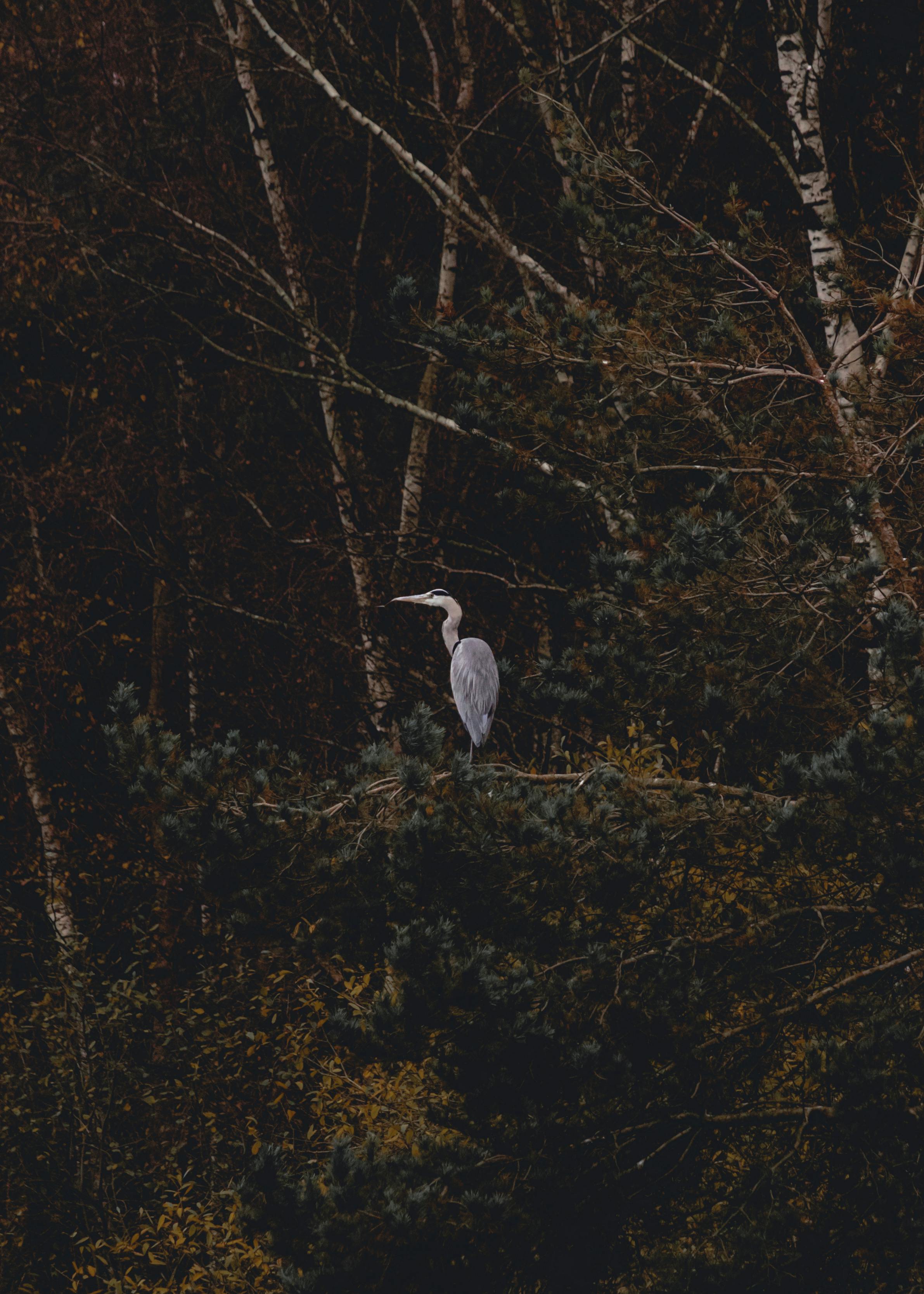 What branch of the military is the most elite?