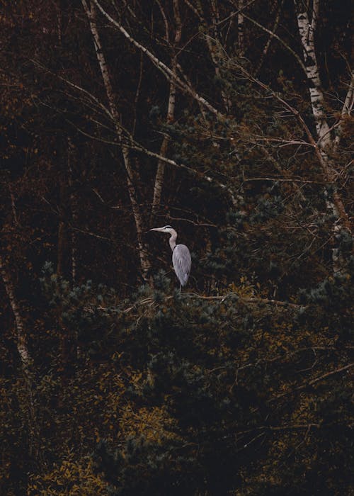Darmowe zdjęcie z galerii z drzewa, fotografia ptaków, gałąź