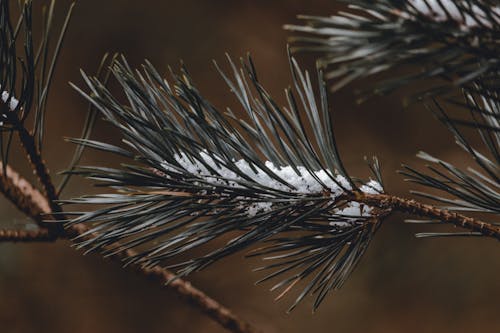 Snow on Conifer Twig