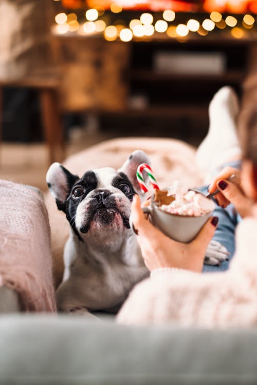 A White Dog Sitting on a Couch Beside a Person Holding a Mug with Candies