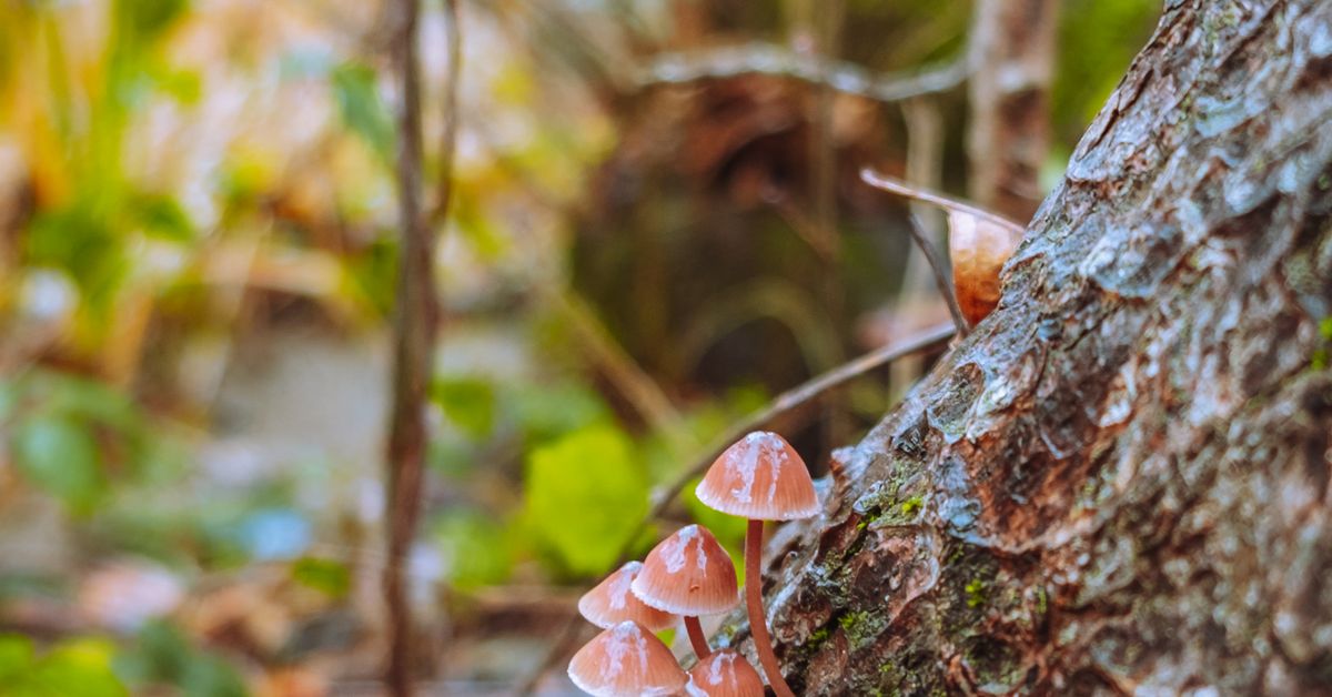 Close-up of mushrooms