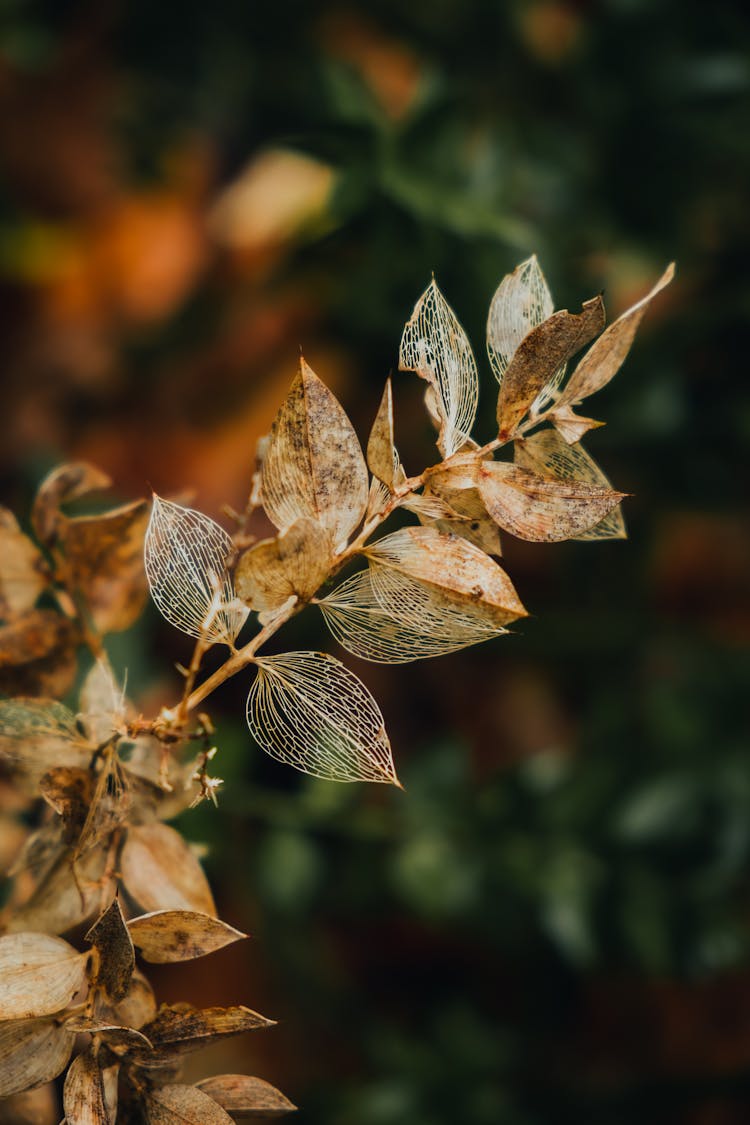 Close Up Of A Plant