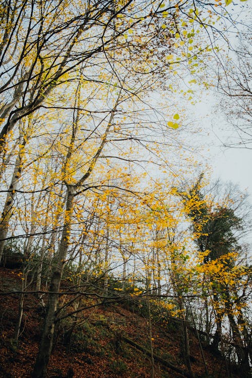 Hillside Trees in Autumn