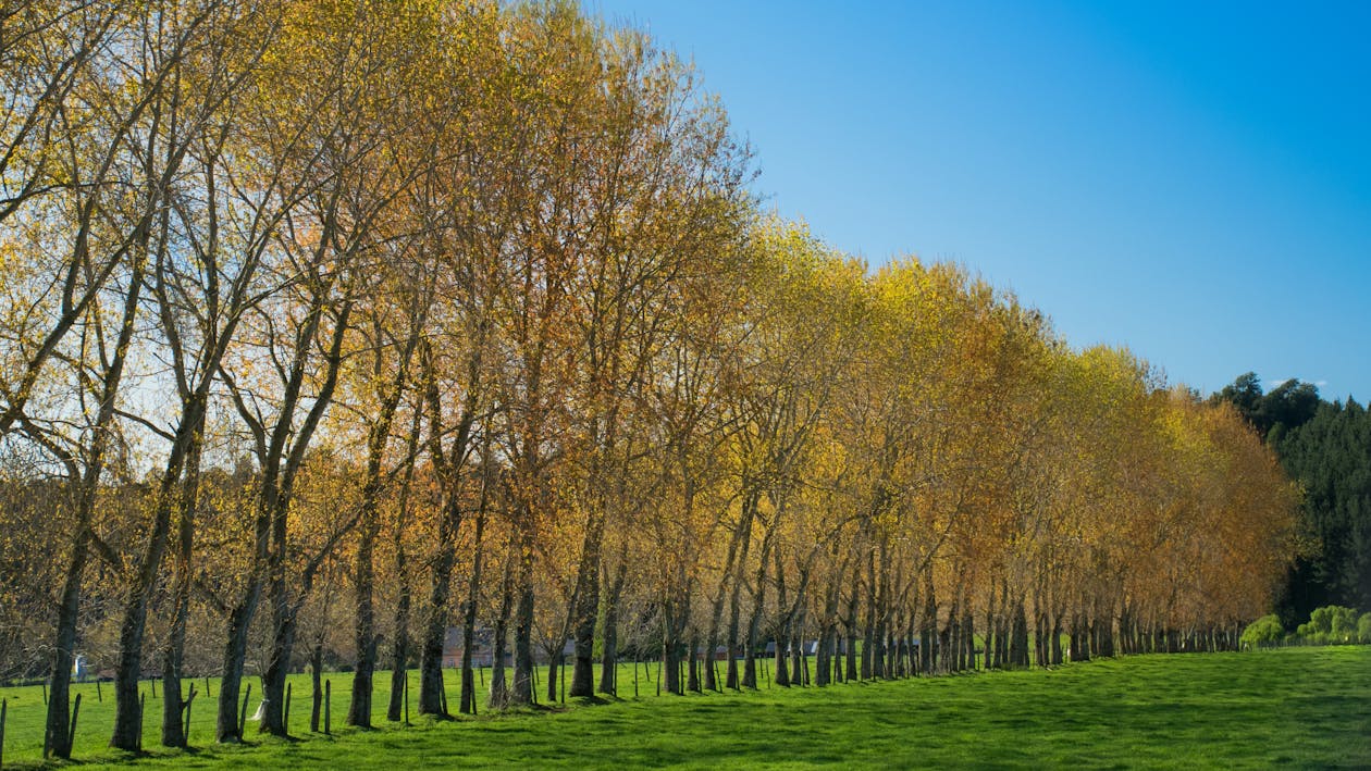 Scenic View of Fall Foliage Trees on a Row