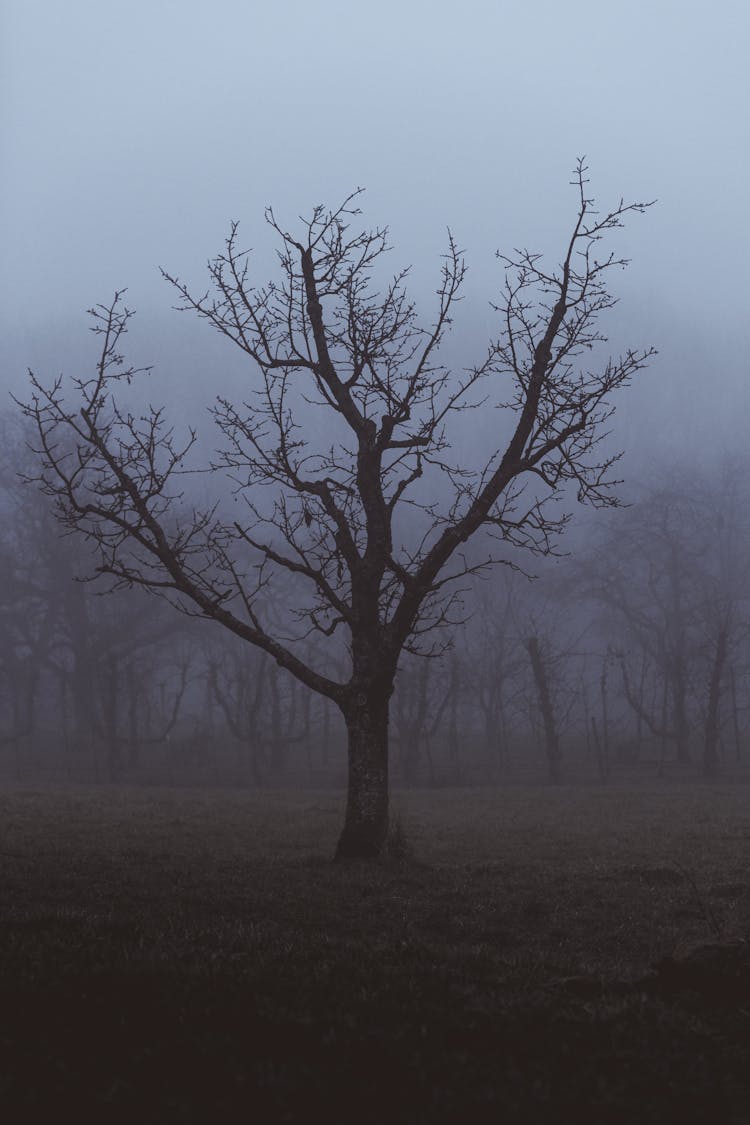 Photo Of A Tree And The Fog