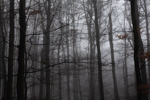 Ingyenes stockfotó erdő, fák, köd témában Stockfotó