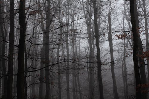 Free A Foggy Forest  Stock Photo