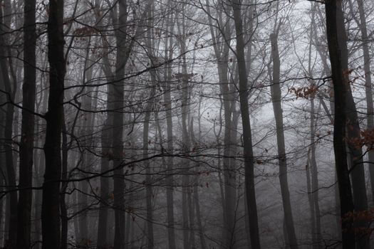 Eerie fog covers a dense forest, creating a mysterious and moody atmosphere.