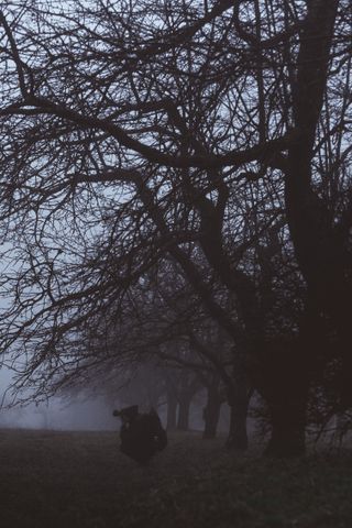 Cover art: bare trees in dense fog — photo by Andreas Ebner on Pexels