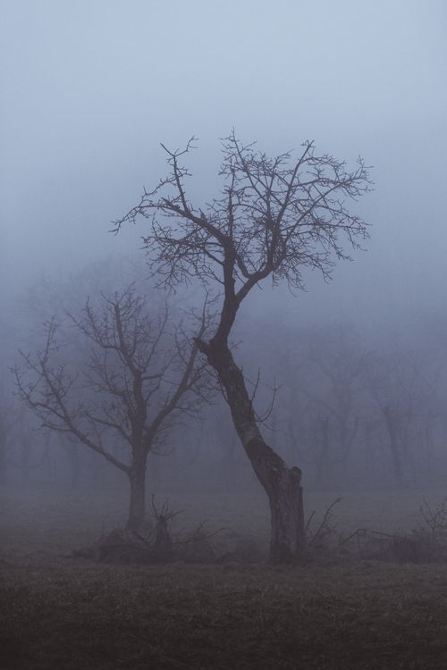 Free Eerie misty autumn forest with bare trees creating a spooky atmosphere. Stock Photo