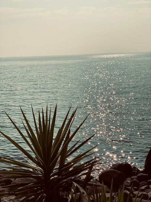 Free Beautiful seashore view with sparkling water and a tropical plant in Israel. Stock Photo