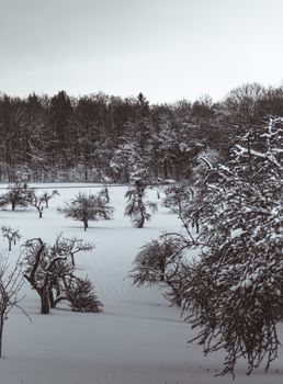 A quiet winter scene with snow-covered trees and a forest background, evoking tranquility and calm.