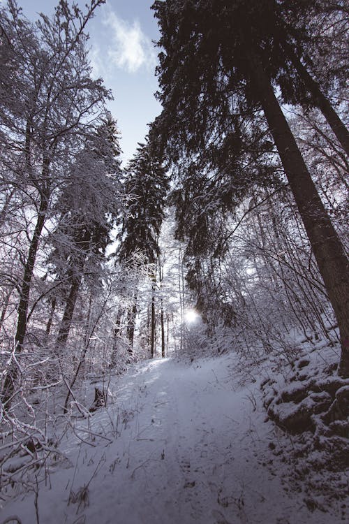 Photos gratuites de arbres, bois, branches