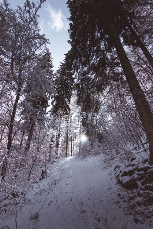 Free Peaceful winter scene with a snow-covered pathway through a tranquil forest. Stock Photo