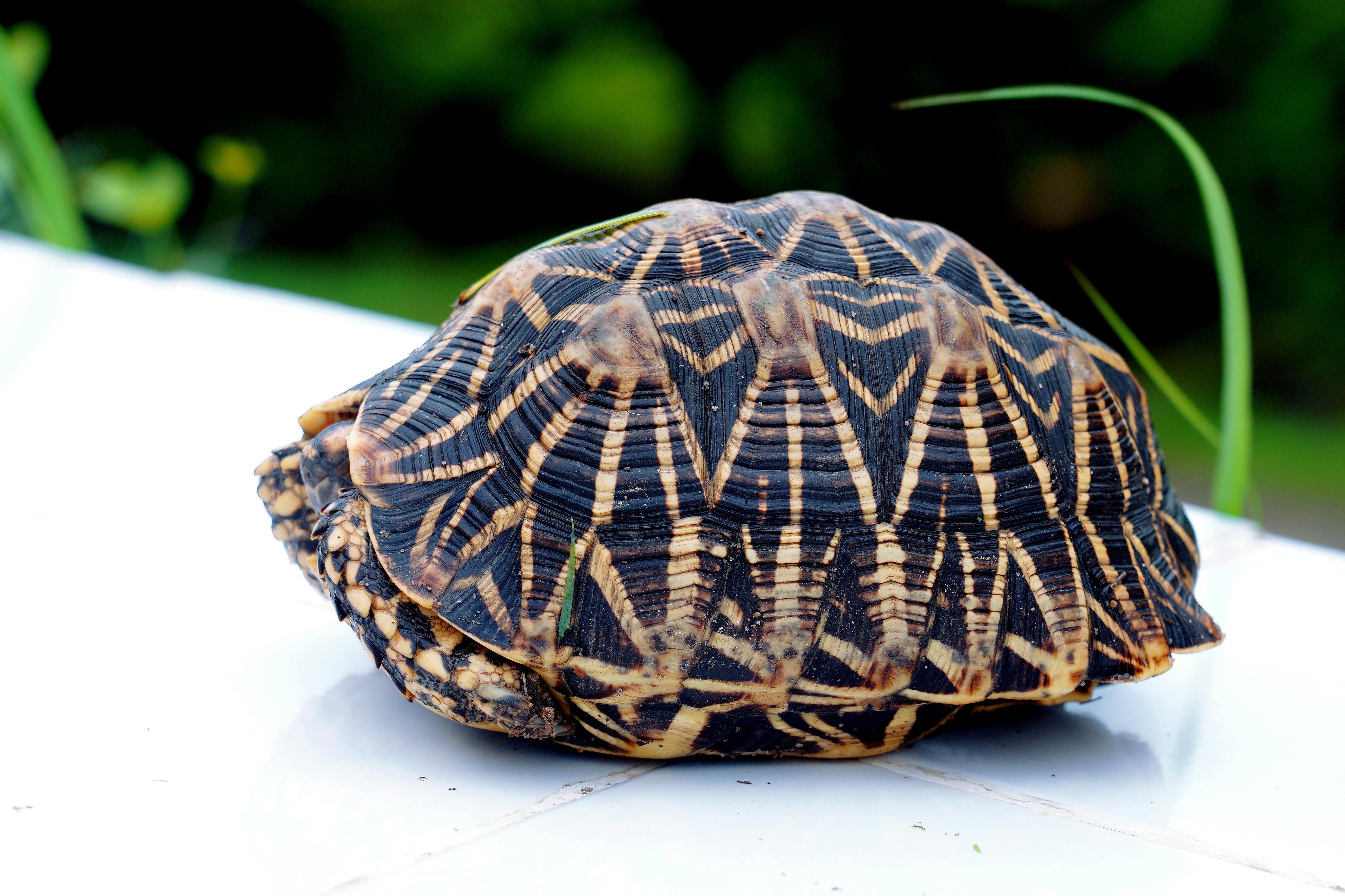 Tortuga Estrellada India: Una especie en peligro de extinción