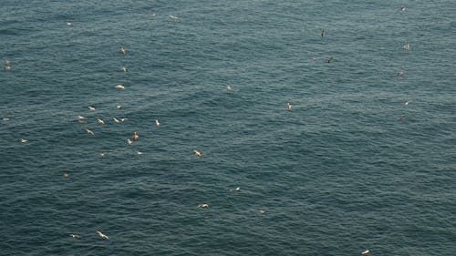 Photo of Birds Flying over the Sea