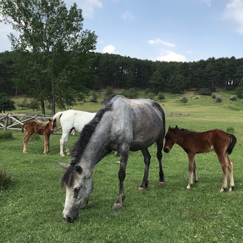 Horses and Foals on Grassland on Farm
