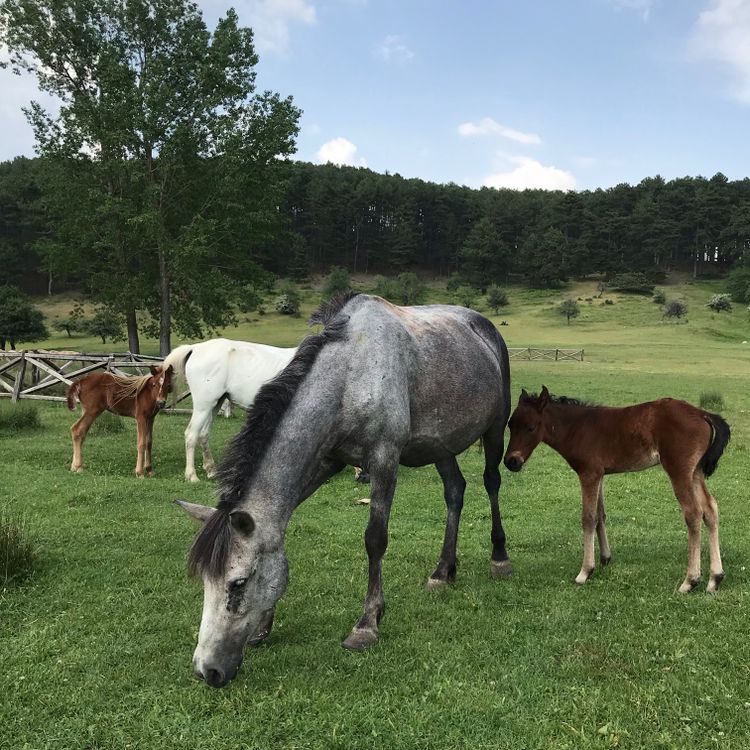 Horses and Foals on Grassland on Farm · Free Stock Photo