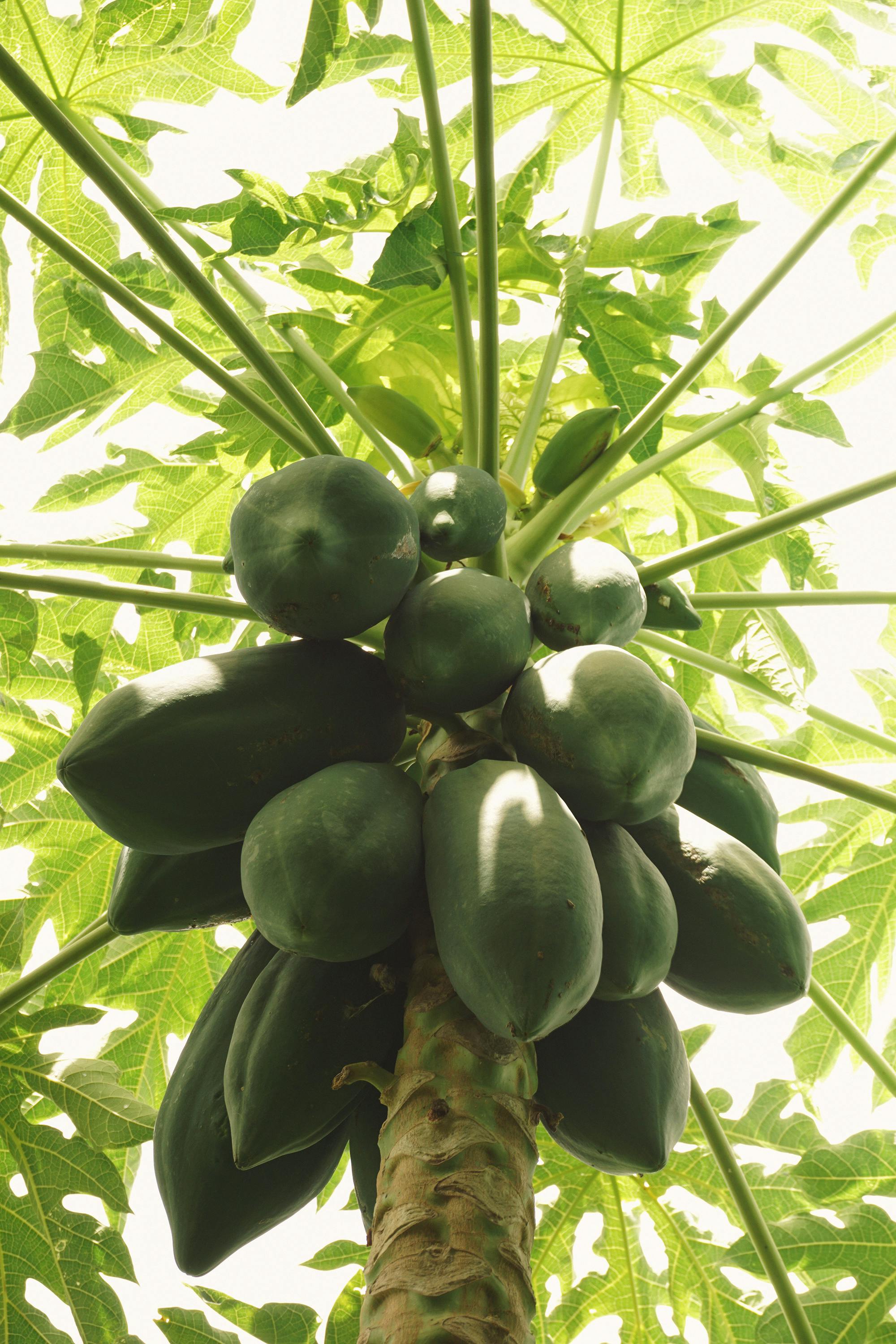 Papayas Growing in Summer · Free Stock Photo