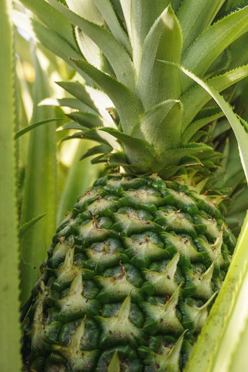 Gratis stockfoto met ananas, bladeren, eten