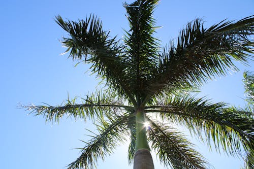 Fotos de stock gratuitas de Cocoteros, foto de ángulo bajo, hojas de coco