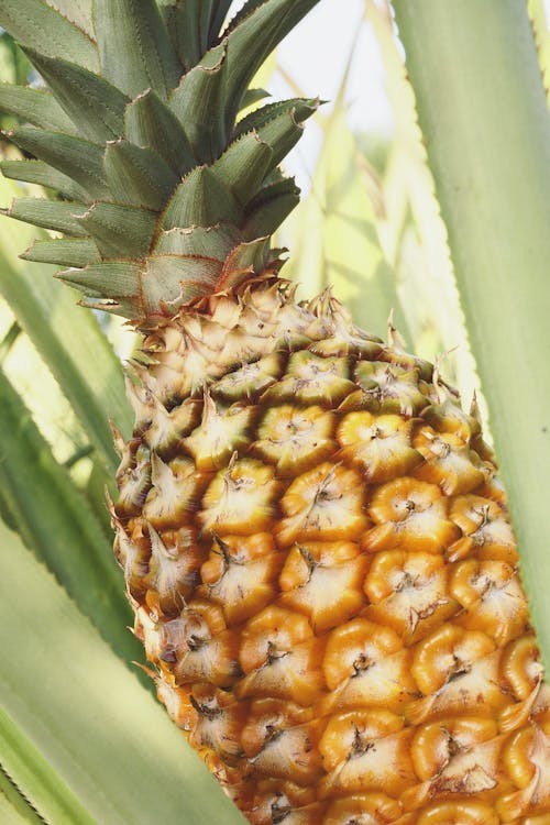 Gratis stockfoto met ananas, bladeren, eten