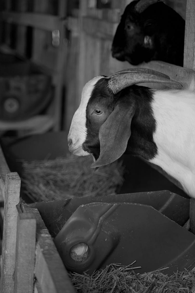 A Goat On A Farm