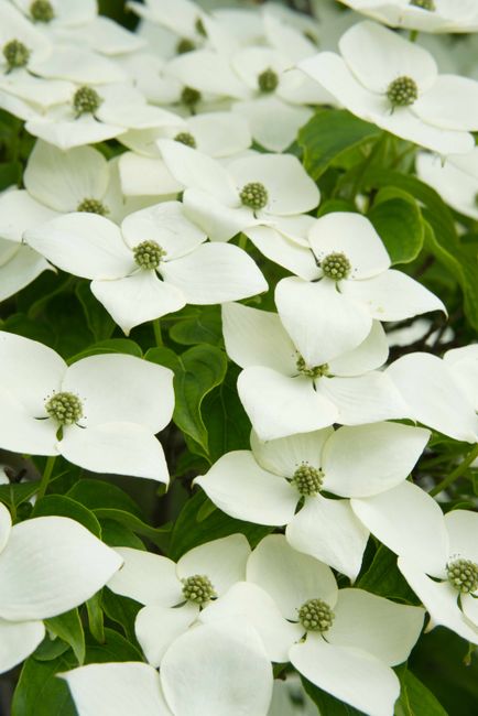 A detailed view of white kousa dogwood flowers in full bloom during spring outdoors.