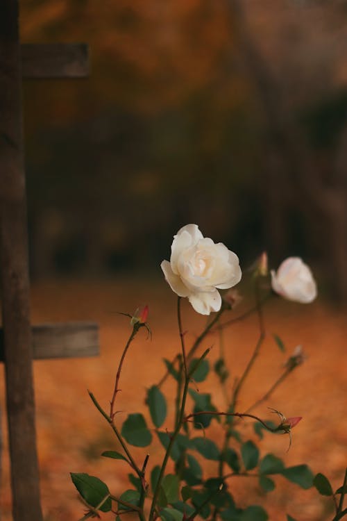 Free A White Rose in Bloom Stock Photo