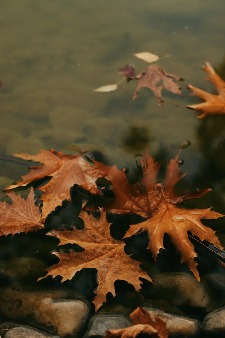 Leaves On Water