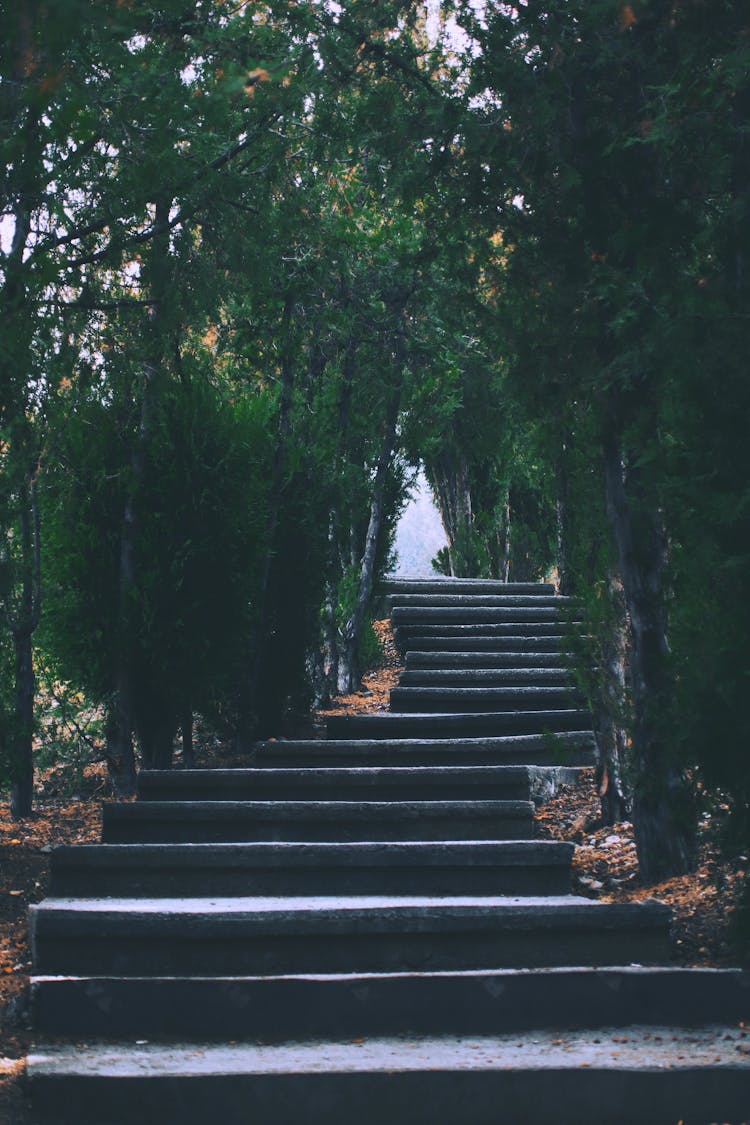 Steps Between Trees 