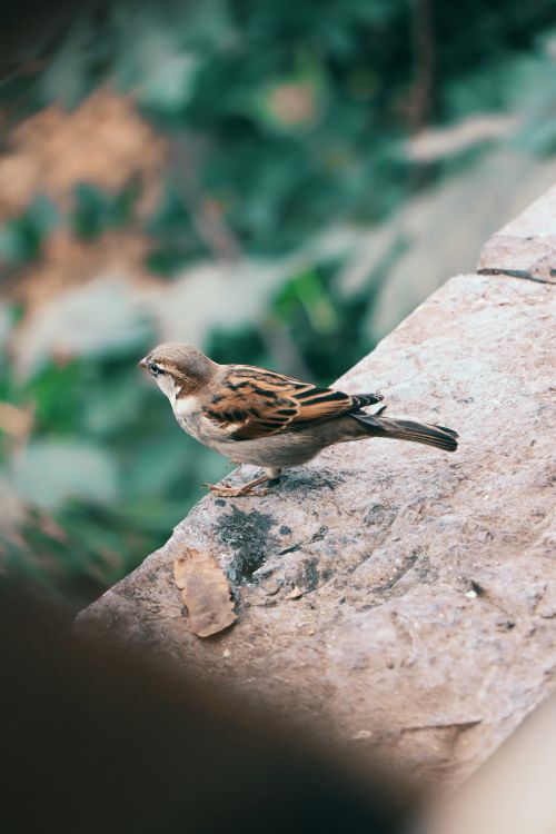 Free A detailed view of a sparrow perched on a stone ledge, showcasing its natural habitat. Stock Photo