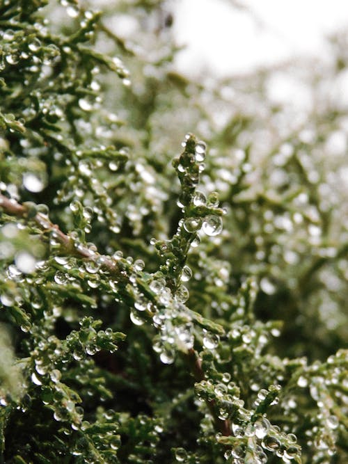 Foto profissional grátis de arbusto, aumento, gotas de chuva