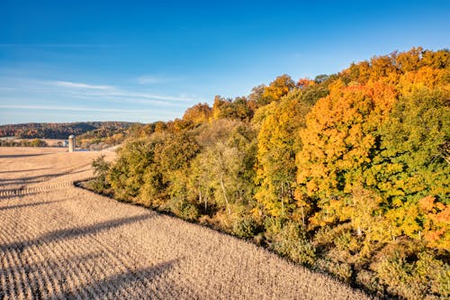 Aerial View of a Farmland and Trees with Yellow Leaves in Autumn 