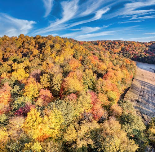 Gratis stockfoto met Bos, herfst, heuvel