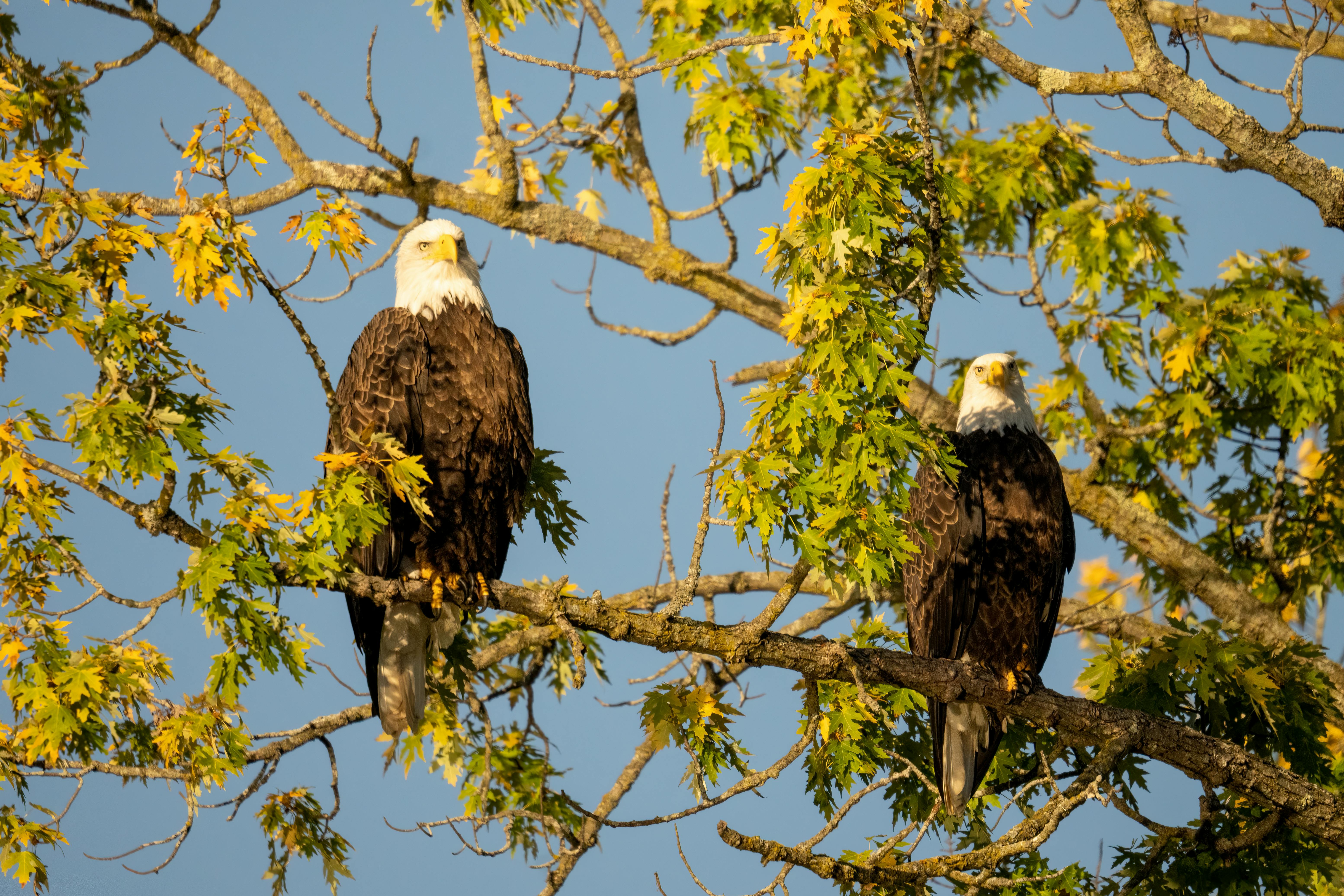 Closeup of Two American Eagles Sitting on a Tree Branch · Free Stock Photo