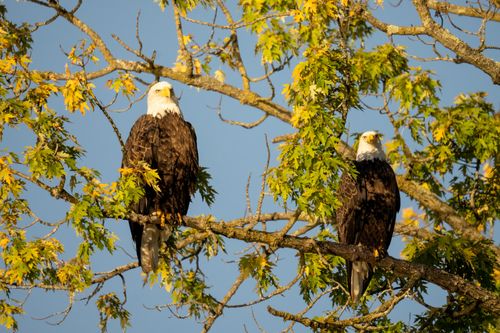 Free Pair of bald eagles on tree branches in a vibrant autumn setting, Nelson, WI. Stock Photo