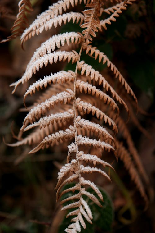 Close-up of a Dry and Frosty Fern Leaf