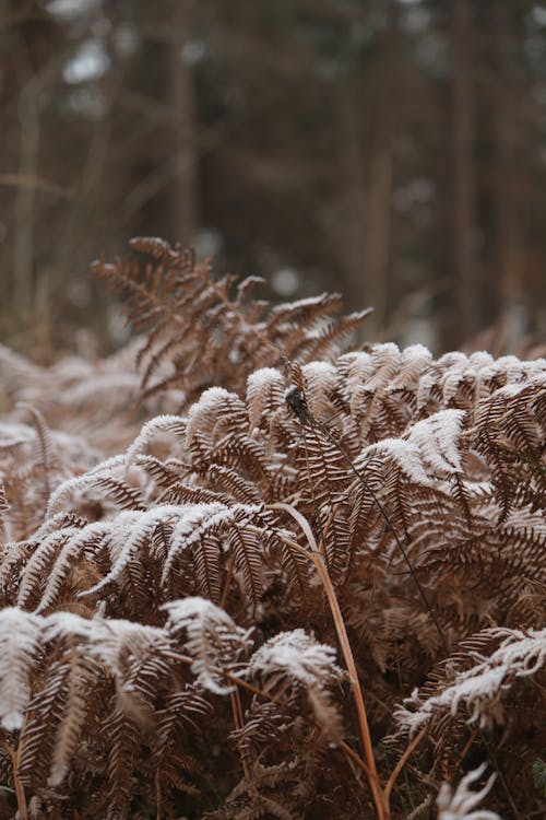 Close-up of Frosty Fern Leaves