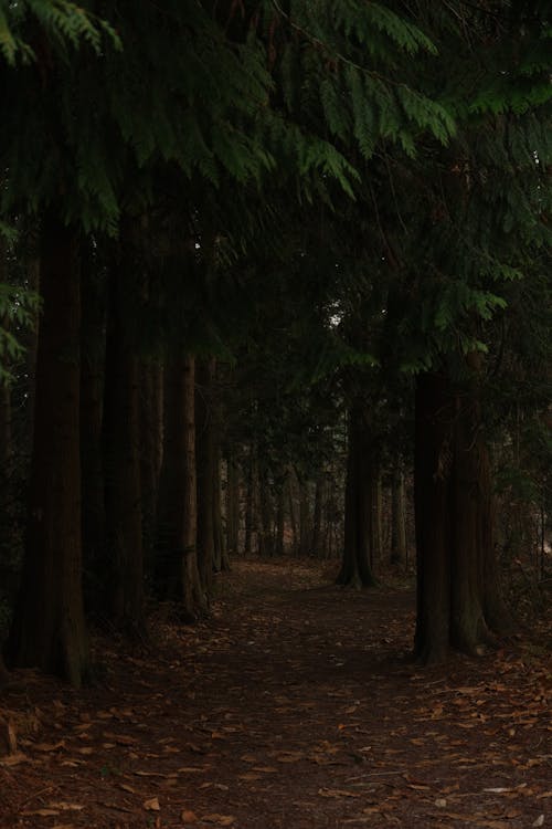 Imagine de stoc gratuită din arbori, cărare, codru